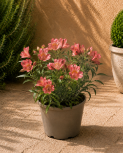 Alstroemeria — Lliri dels Inques