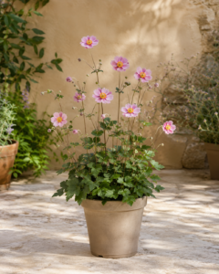 Anemone de Tardor