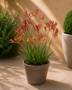Anigozanthos — Pota de Cangur