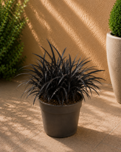 Ophiopogon Negre