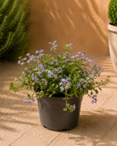 Scaevola — Flor Ventall