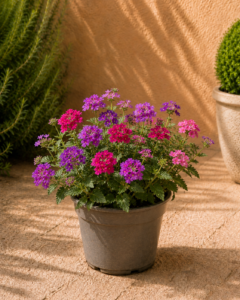 Verbena
