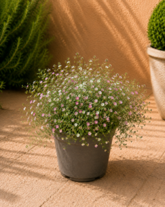 Gypsophila de Mur