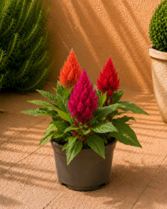 Celosia — Cresta de Gall