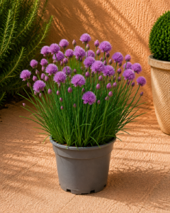 Cebollí — Chives XXL