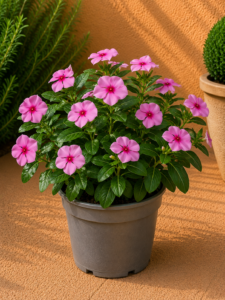 Vinca de Madagascar