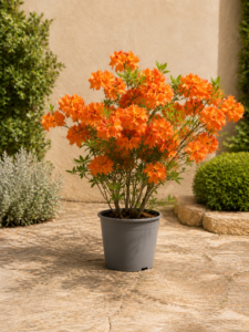 Azalea Mollis Taronja