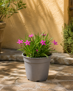 Rhodohypoxis Fairy