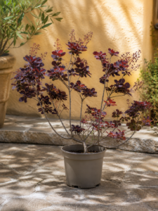 Arbre de la Boira Royal Purple