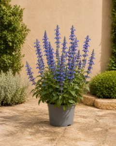 Salvia Blava