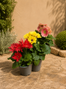 Gerbera